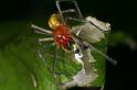 Cheiracanthium_erraticum_D5008_Z_89_Les Gris_Frankrijk